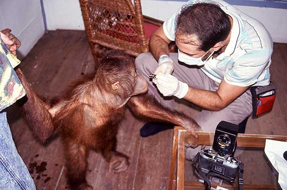 Examination of a baby orangutan by Dr. P