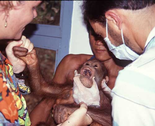 Screaming baby orangutan while being held