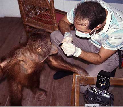 Baby orangutan exam by Dr. P in Borneo