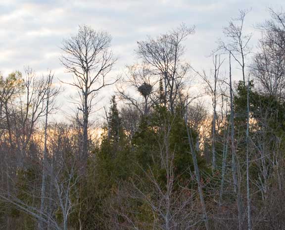 eagle nest with eagle on top in the distance