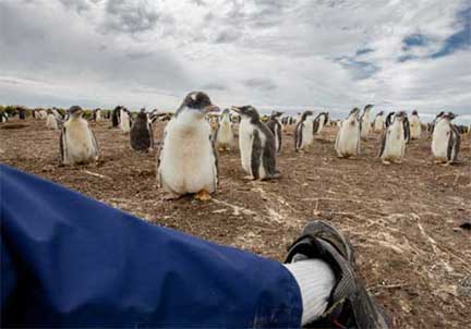 Falkland Islands Gentoo penguin curiosity