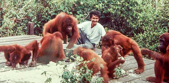 Orangutan feeding station for milk and rice