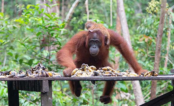 Day-old baby orangutan and mother
