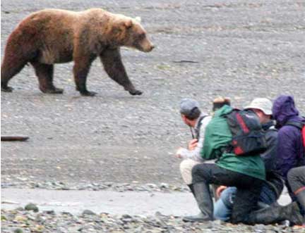 Grizzly bear (coastal brown bear) walk past