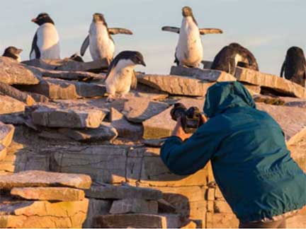 Dr P photographing rockhopper penguins