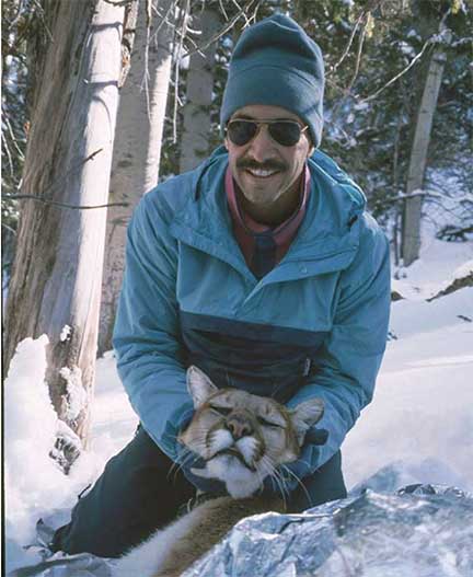 Dr P holding a sedated cougar (mountain lion)