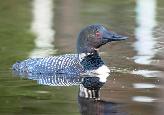 Adult loon