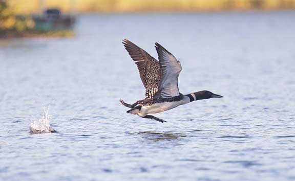 Loon taking off over water