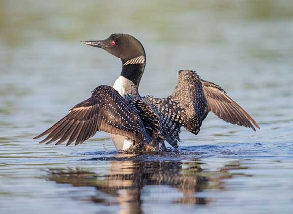 Loon stretching wings