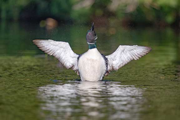 Loon stretching wings