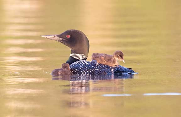 Loon with chick on her back