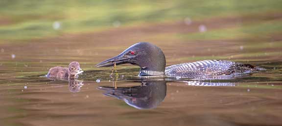 Loon feeding chick