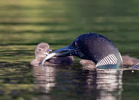 Loon feeding fish to chick