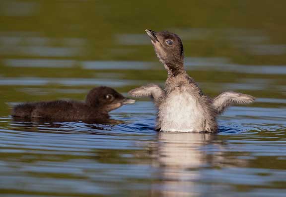 Loon chick stretching wings