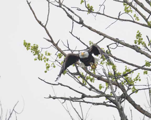Bald eagle flying off branch
