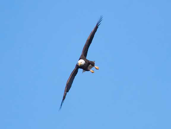 Bald eagle staring Dr. P.