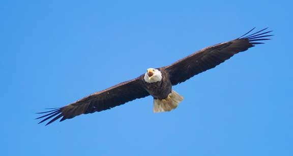 Bald eagle staring Dr. P.