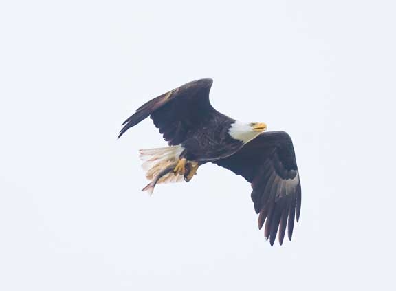 Bald eagle with trout in talons ,