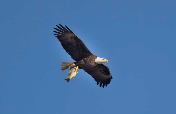Bald eagle with trout in talons.