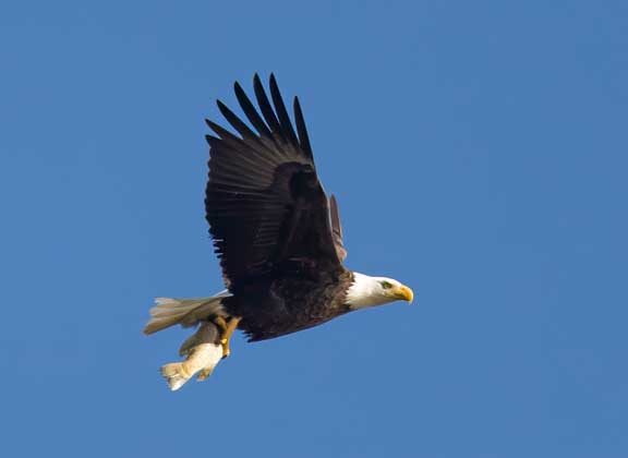 Bald eagle with trout in talons.