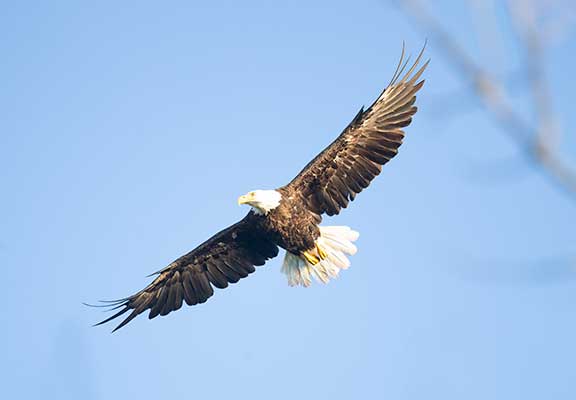 Bald eagle staring Dr. P.