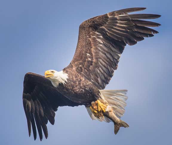 Eagle with fish in talons