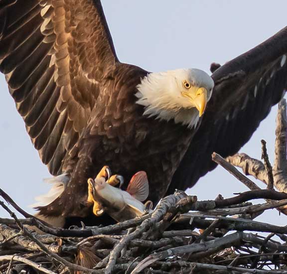 Eagle with fish in talons