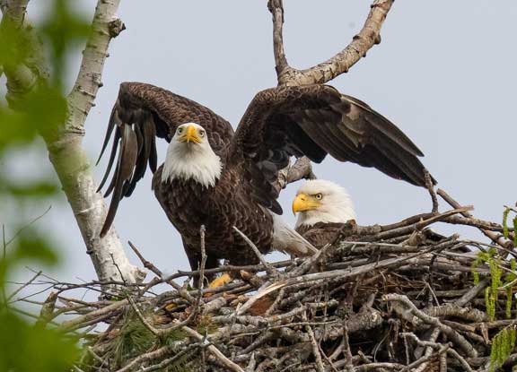Eagles at nest