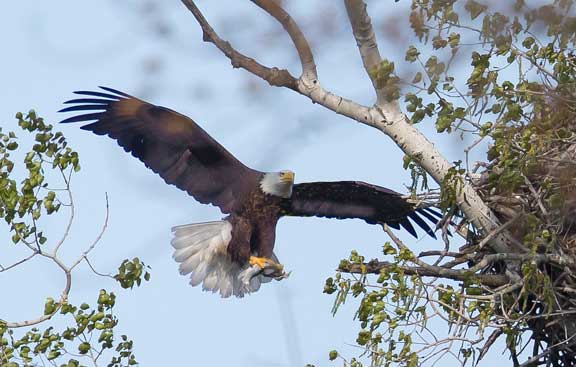 Eagle with fish in talons