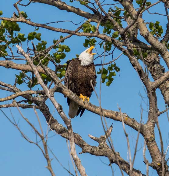 Female eagle squawking