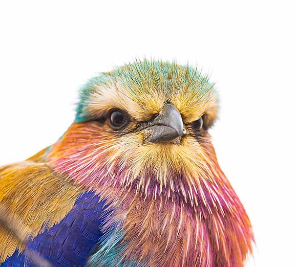 Face shot of a bird called a lilac breasted roller