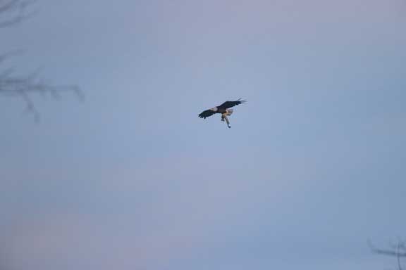 Eagle with fish in talons