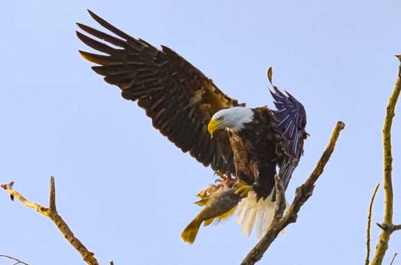 Eagle with fish in talons