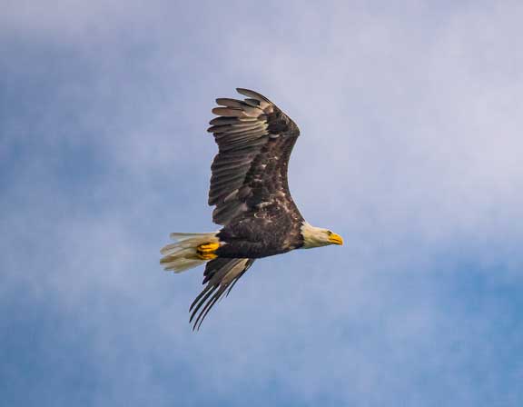 Eagle flying by with no fish in talons