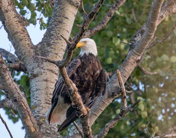 Eagle perching near nest