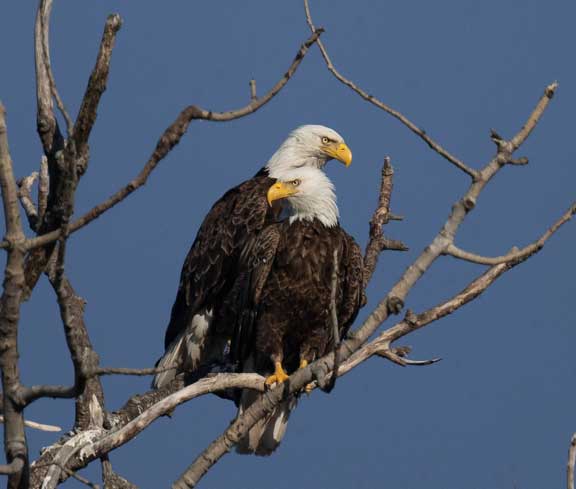 Both eagles perching near nest