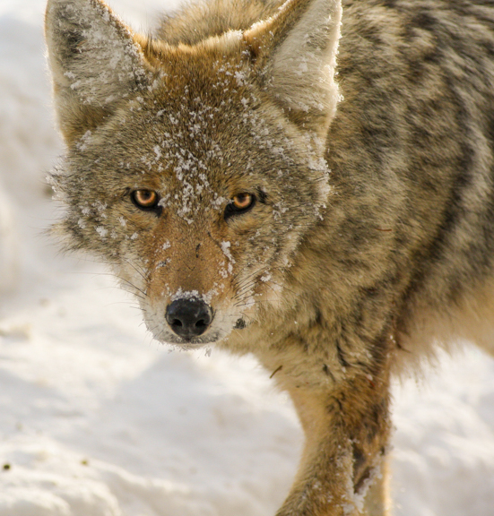 Coyote face