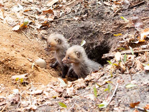 Kit foxes peeking out of den