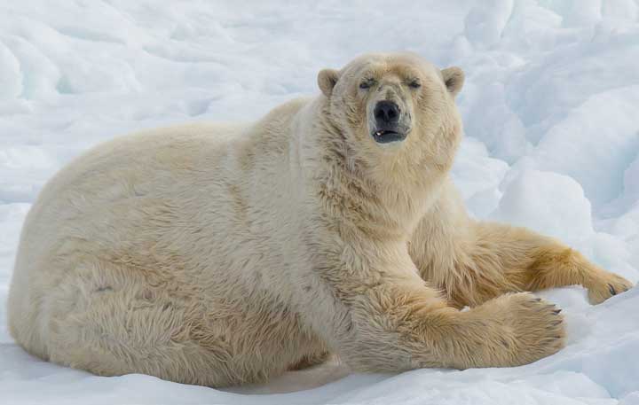 Polar bear male on an ice floe