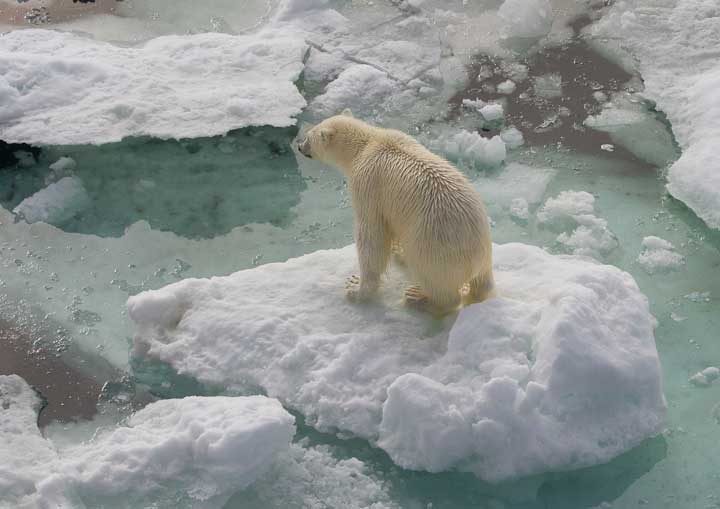 Polar bear on an ice floe