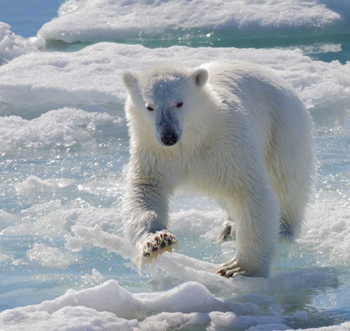 Polar bear on an ice floe