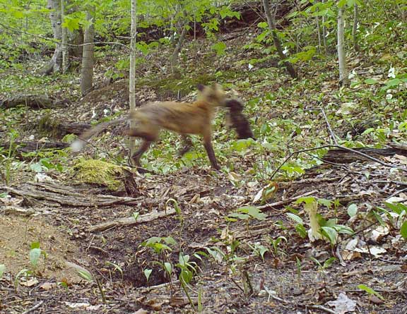 Female fox moving kits