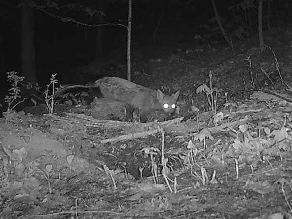 Fox on trailcam