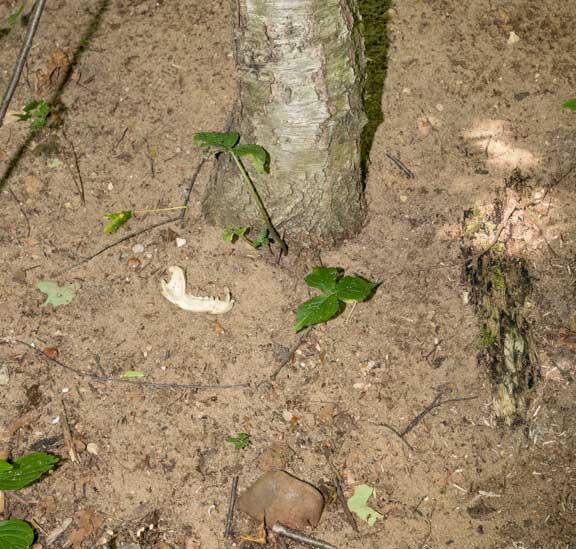 Jawbone at den entrance