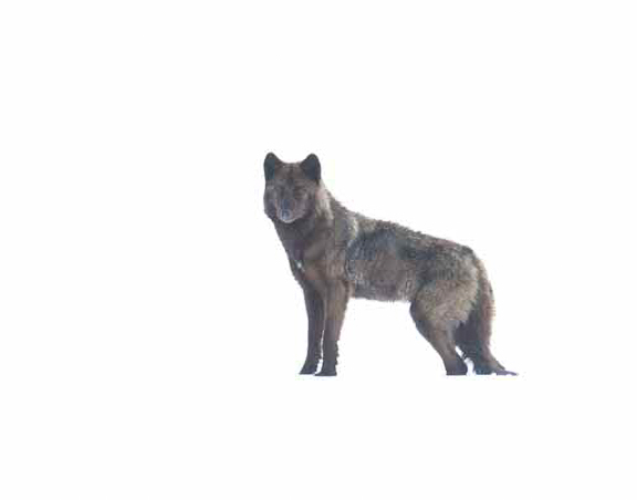 Black wolf in Yellowstone NP