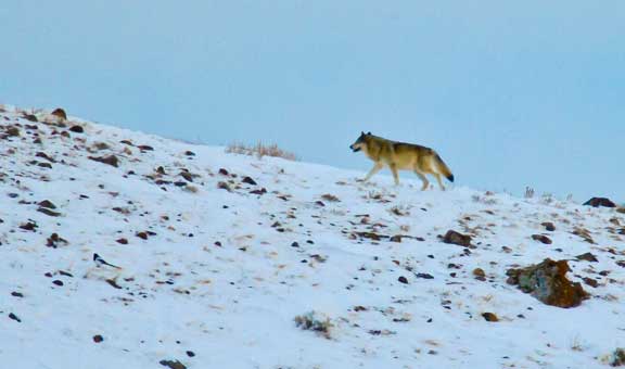 Wolf in the distance climbing a hill in Yellowstone NP