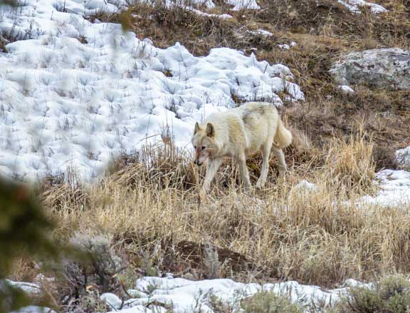 White wolf in Wolf in Yellowstone NP