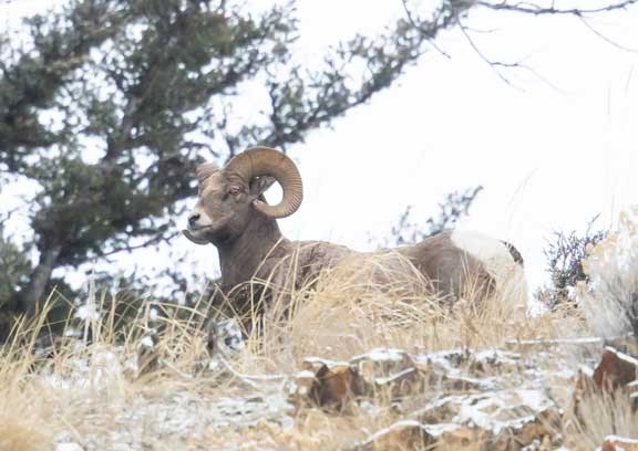 Yellowstone bighorn sheep