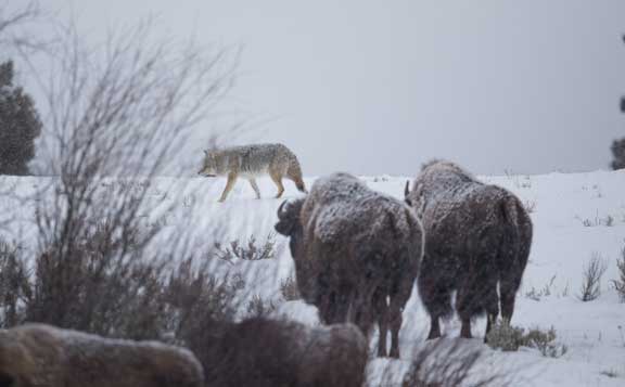 Yellowstone NP bison in snow watching coyote