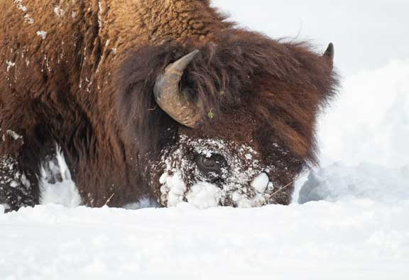 Yellowstone NP bison in snow